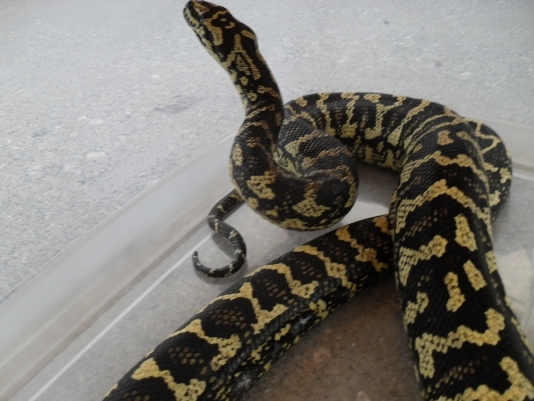 image of Carpet Python in House